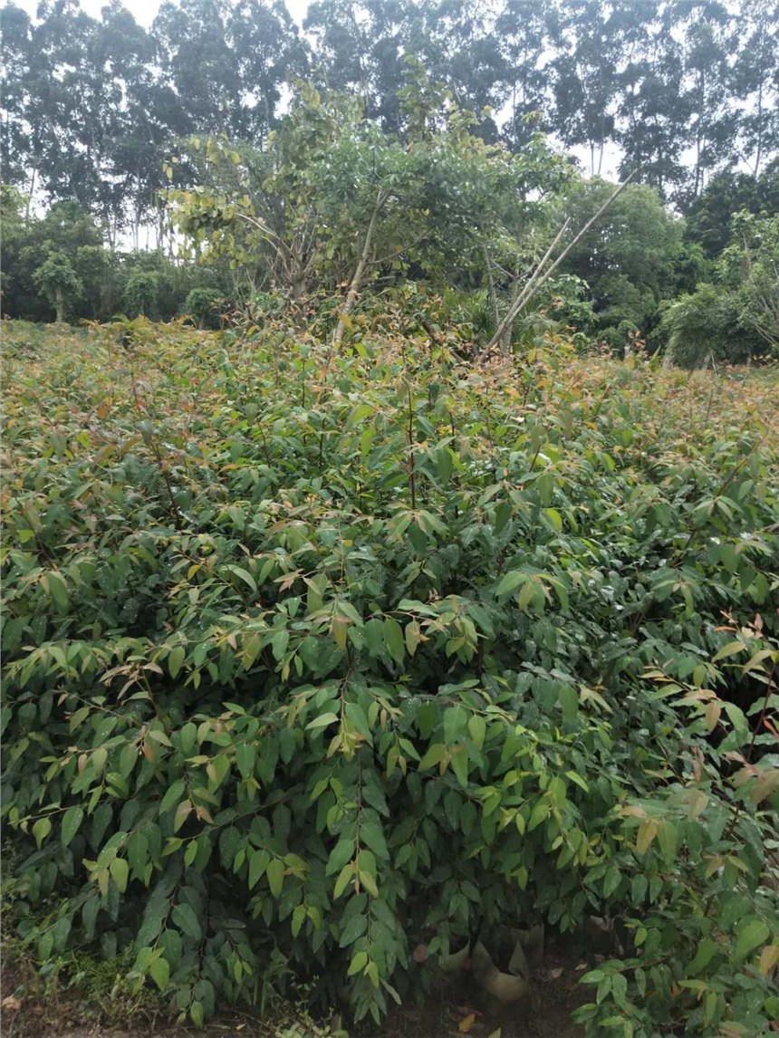 漳州种植基地大量批发桉树苗价格实惠_农业/农机栏目_机电.