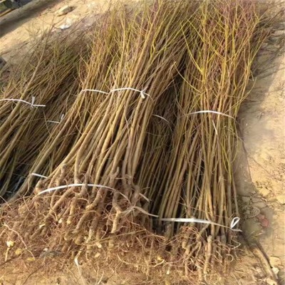 寻找枣油桃苗的优质直销供应商 中油种植基地深度解析