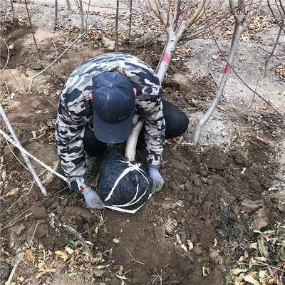 永莲蜜桃2号桃树苗价格与优质批发基地解析