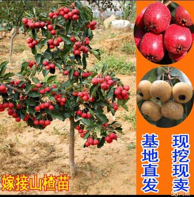核桃苗木的选择与栽培管理技术