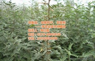 凯里大刺皂角苗 源于山野的绿色馈赠，李铁梁苗木的产业之源