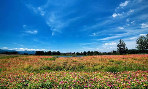 7月，我在杭州花海等你，不过这个“烧烤模式”，了解一下农作物苗木